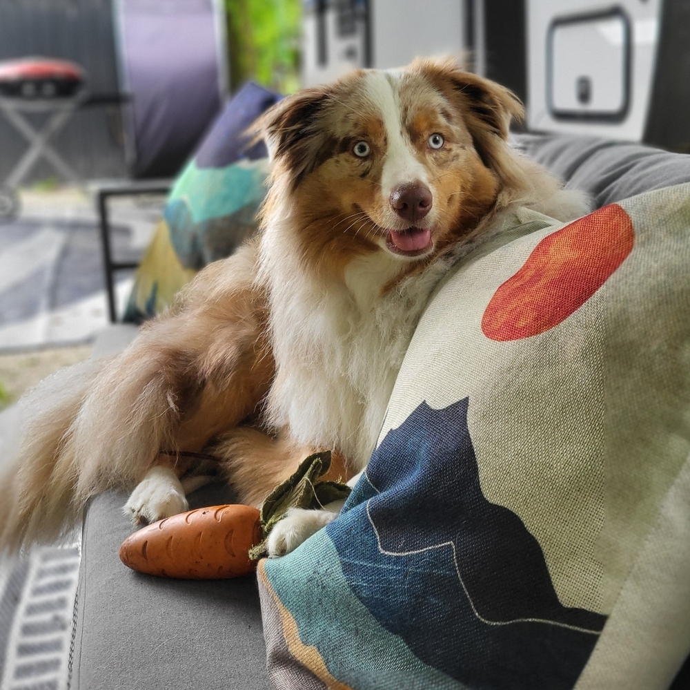 Meet your Posher, Marie (and part time assistant Loki)